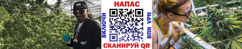 где можно купить   Новая Ладога  Конопля планчик 